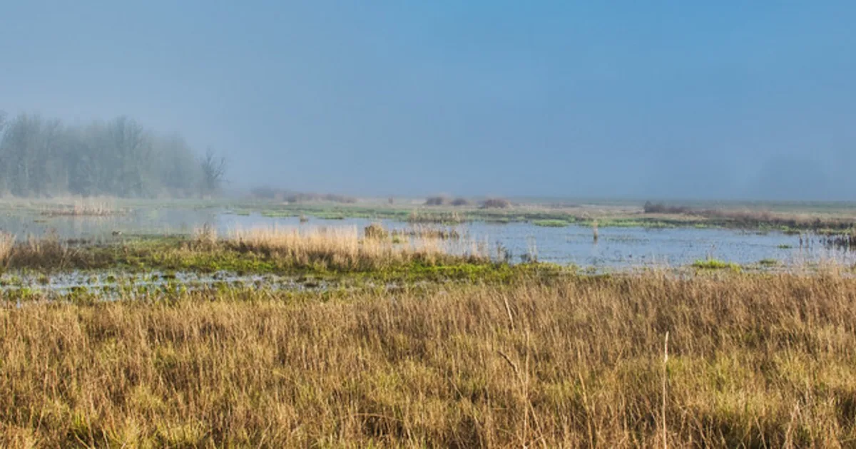 A restored wetland and wildlife refuge with open water, reeds, and surrounding vegetation.